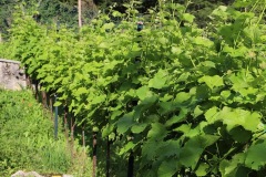 LUGLIO_2022_BLOG-31