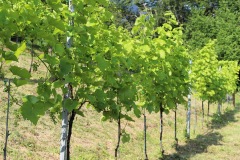 LUGLIO_2022_BLOG-45