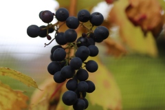 CORTIS_OCTOBER_2021-2