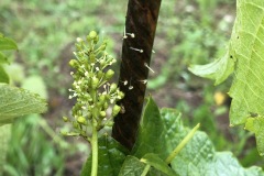 FIORITURA_GIUGNO_21-1