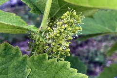 FIORITURA_GIUGNO_21-3