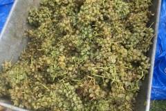 HARVEST_SOLARIS_2018-1