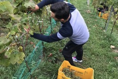HARVEST_SOLARIS_2018-10