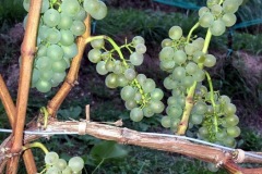 HARVEST_SOLARIS_2018-2