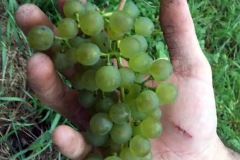 HARVEST_SOLARIS_2018-3