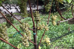 HARVEST_SOLARIS_2018-4