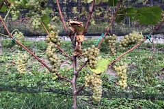 HARVEST_SOLARIS_2018-6