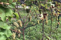 HARVEST_SOLARIS_2018-7