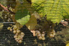 HARVEST_SOLARIS_2020-1