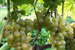HARVEST_SOLARIS_2020-11