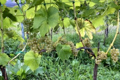 HARVEST_SOLARIS_2020-13