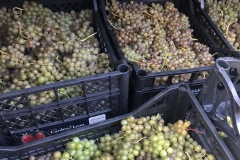 HARVEST_SOLARIS_2020-15
