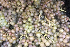 HARVEST_SOLARIS_2020-16