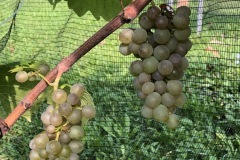HARVEST_SOLARIS_2020-17