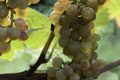 HARVEST_SOLARIS_2020-18