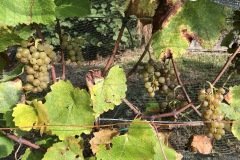 HARVEST_SOLARIS_2020-20