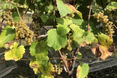 HARVEST_SOLARIS_2020-21