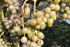 HARVEST_SOLARIS_2020-24