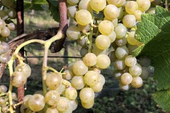 HARVEST_SOLARIS_2020-25