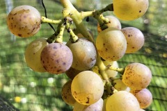 HARVEST_SOLARIS_2020-26