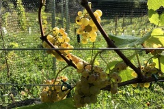 HARVEST_SOLARIS_2020-27
