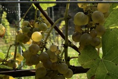 HARVEST_SOLARIS_2020-28