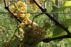 HARVEST_SOLARIS_2020-29