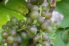 HARVEST_SOLARIS_2020-31