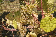 HARVEST_SOLARIS_2020-32
