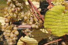 HARVEST_SOLARIS_2020-33