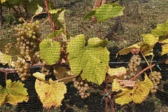 HARVEST_SOLARIS_2020-34