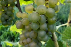 HARVEST_SOLARIS_2020-6
