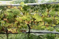 HARVEST_SOLARIS_2021-1