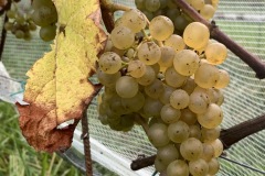 HARVEST_SOLARIS_2021-10