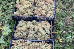 HARVEST_SOLARIS_2021-11