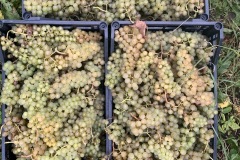 HARVEST_SOLARIS_2021-12