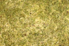HARVEST_SOLARIS_2021-13