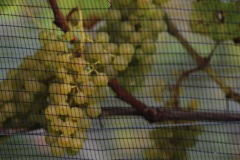 HARVEST_SOLARIS_2021-14
