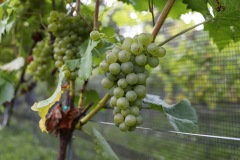 HARVEST_SOLARIS_2021-15
