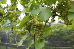 HARVEST_SOLARIS_2021-16