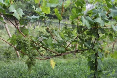 HARVEST_SOLARIS_2021-17