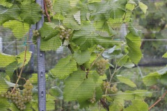 HARVEST_SOLARIS_2021-18