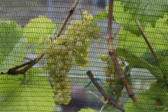 HARVEST_SOLARIS_2021-19