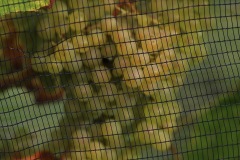 HARVEST_SOLARIS_2021-2