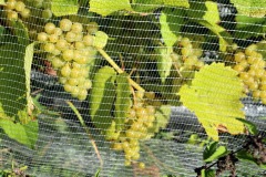 HARVEST_SOLARIS_2021-20