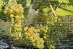 HARVEST_SOLARIS_2021-21