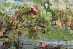 HARVEST_SOLARIS_2021-22