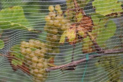 HARVEST_SOLARIS_2021-24