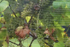 HARVEST_SOLARIS_2021-25