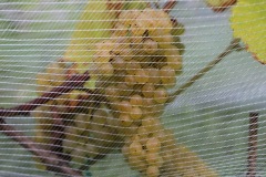HARVEST_SOLARIS_2021-26